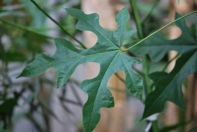 Brachychiton acerifolius - brachychiton javorolistý - list